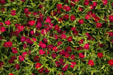 texture of red garden carnation flowers, surrounded by greenery