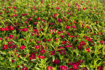 many garden carnation bushes with red flowers, selective focus