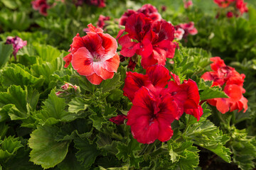beautiful red begonia flowers, surrounded by greenery, close-up