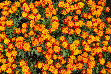 Fototapeta na wymiar texture of many orange flowers of marigolds or tagetes in swirling greenery