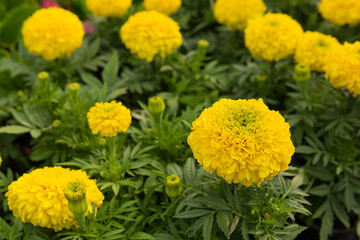 large yellow flowers of tagetes, close-up, selective focus