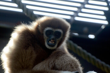 シロテテナガザル