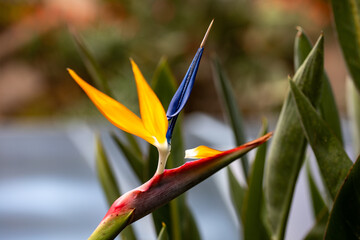 Paradisvogelblume / Strelitzie