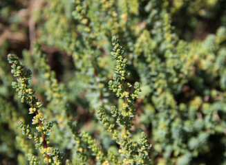 Green shrub with small leaves
