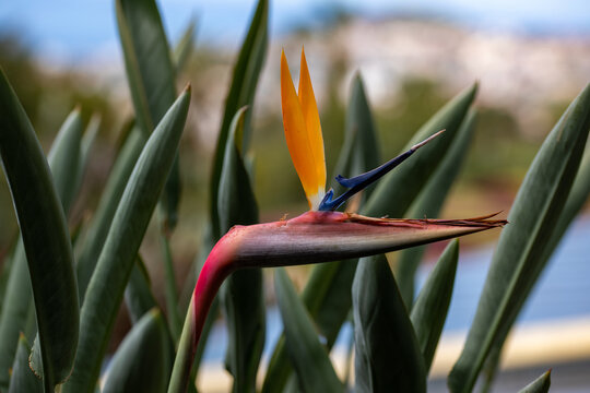Paradisvogelblume / Strelitzie