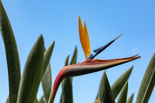 Paradisvogelblume / Strelitzie