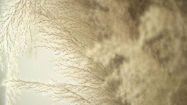 Selected focus Softy and fluffy beige brown pampas grass, nature background                                