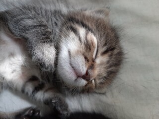 kitten sleeping on a pillow