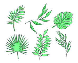 Vector set of green palm leaves and other tropical plants and branches on a white background