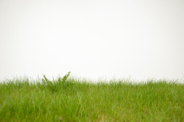 Obraz na płótnie Canvas Isolated grass and dandelion 