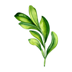 Branch with green leaves, summer watercolor illustration