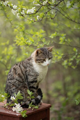 Photo of a beautiful striped cat in the spring garden.