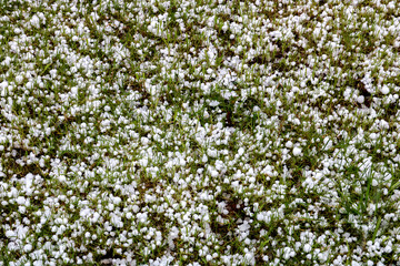 Newly Fallen Hail on a Garden Lawn in Winter