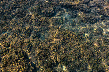A group of small little black fish in the sea water