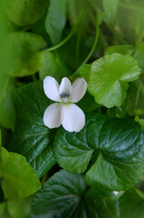One white violet with fresh green leaves during spring blooming season . Top view, close up photo outdoors. Growing plants ,greeting or herbal medicine concept