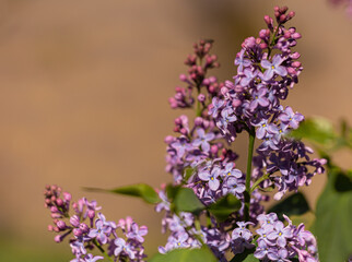 purple lilac on a bright background close up. copy space. mockup.
