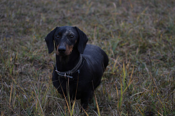 black labrador retriever