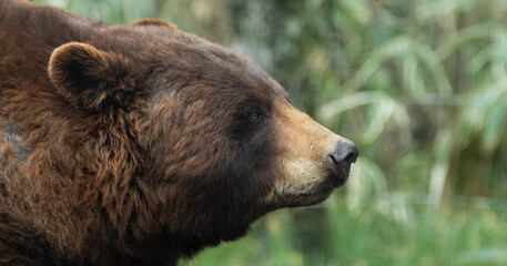 Obraz premium アメリカグマ