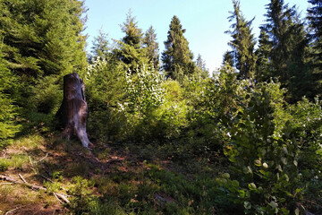 Fototapeta premium person in the forest