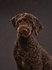 Sweet Spanish Water Dog puppy on a brown background. Portrait of a pet in a photo studio