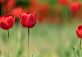 tulip on a yellow blurred background close up. copy space. mockup