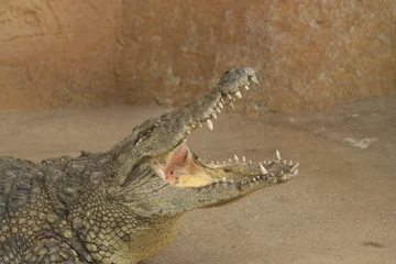 Poster Crocodile with open mouth. Nile crocodile © Manuel Mata