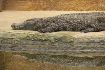 Poster Crocodile in a riverside in a natural park. Nile crocodile © Manuel Mata