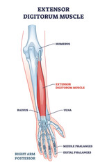 Extensor digitorum muscle with human arm posterior view bones xray outline diagram. Labeled educational anatomy scheme with palm skeleton and medical hand physiology structure vector illustration.