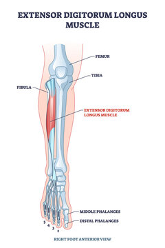 Extensor digitorum longus muscle with foot skeletal system outline diagram. Labeled educational anatomy scheme with human feet right anterior view vector illustration. Middle and distal phalanges.
