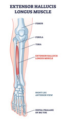 Extensor hallucis longus muscle with foot skeletal system outline diagram. Labeled educational scheme with human feet physiology vector illustration. Right leg anterior view with big toe phalanx bone.