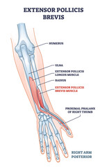 Extensor pollicis brevis muscle location with arm skeleton outline diagram. Labeled educational scheme with human hand bones description vector illustration. Physiological muscular system with palm.