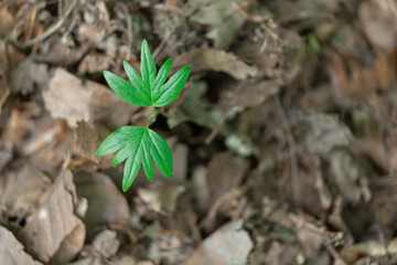 bright green sprout on a depressed background.. close up. copy space. mockup
