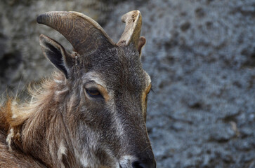 ヒマラヤタール