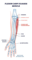 Flexor carpi ulnaris muscle and human arm joint bones outline diagram. Labeled educational anatomy scheme with palm pisiform, hamate skeleton and muscular system for twist movement vector illustration