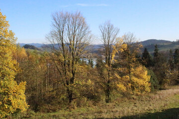 autumn in the forest