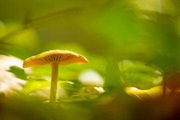 Seta en un bosque otoñal