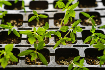 Close up of tomato seedlings, shallow depth of field.