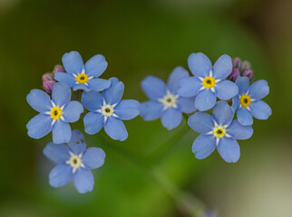forget-me-not flowers. close up. copy space. mockup