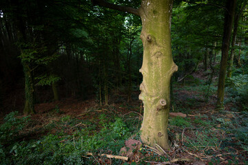 Pareidolia. Haya con forma de cara humana de perfil.