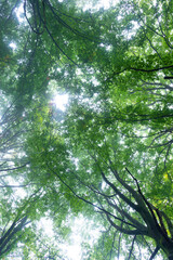 Interior de un hayedo (bosque de hayas) bajo la lluvia otoñal