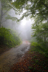 Camino en un bosque (hayedo) bajo la lluvia otoñal (niebla, bruma, humedad)