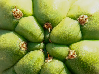Macro photography of the awesome geometric shape top of a Huachuma San Pedro Trichocereus Echinopsis Mescaline Cactus - obrazy, fototapety, plakaty