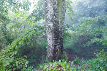 Tronco de una haya en el interior de un hayedo (bosque de hayas) bajo la lluvia otoñal