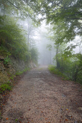 Fototapeta premium Camino en un bosque (hayedo) bajo la lluvia otoñal (niebla, bruma, humedad). Misterio, misterioso.