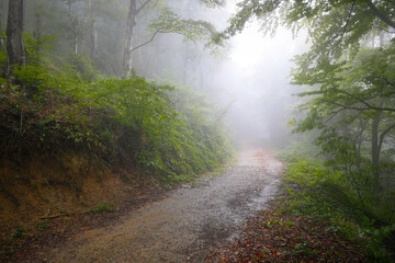 	
Camino en un bosque (hayedo) bajo la lluvia otoñal (niebla, bruma, humedad). Misterio, misterioso.