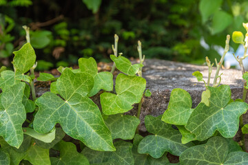 green leaves in close-up in spring