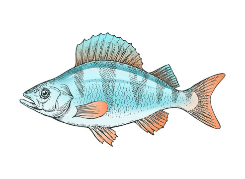 River fish perch. Cooking delicious food. Art illustration hand drawn isolated on a white background
