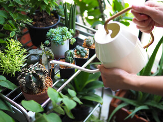 woman plant cactus succulent garden watering can hobby lifestyle art tree green houseplant home leisure selective focus © Benjavisa Ruangvaree