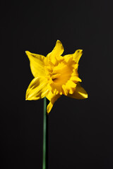 Fototapeta na wymiar kwiat natura flowers yellow flowers żonkil żonkil narcyz 水仙 bouquet isoleted flower