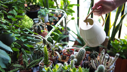 woman plant cactus succulent garden watering can hobby lifestyle art tree green houseplant home...